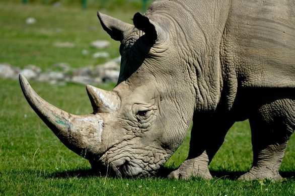 wildlife-skin-nature-rhinoceros-head-rhino-horns-1801977