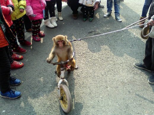 800px-chinese_monkey_riding_bicycle