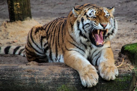 animal-big-cat-roar-47312