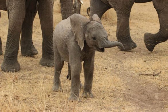 sponsor Hick padle Evolution: Stor del af Mozambiques hunelefanter udvikler ikke stødtænder |  Globalnyt