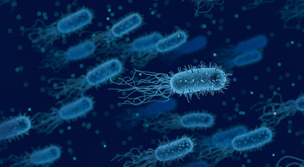 bacteria-3662695_1280_pixabay