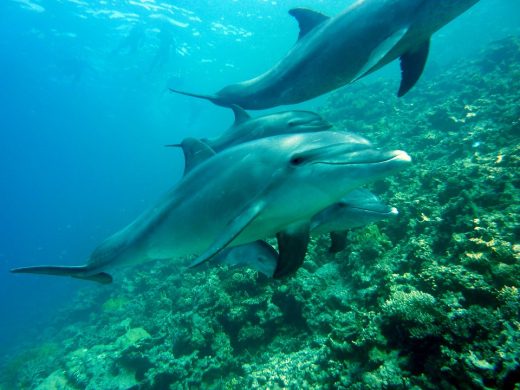 dolphins-378217_960_720