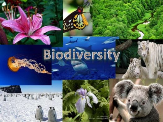 presentation-of-biodiversity-1-638