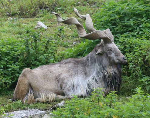 markhor_schraubenziege_capra_falconeri_zoo_augsburg-01