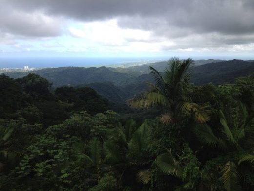 rainforest-view