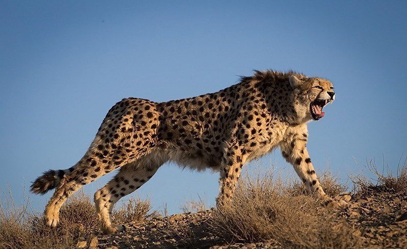 iranian_cheetah_roars