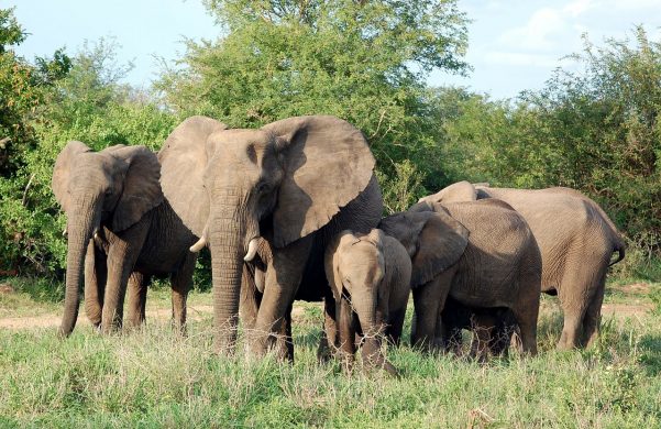 safari-africa-elephants-mammals-herd-family-226780