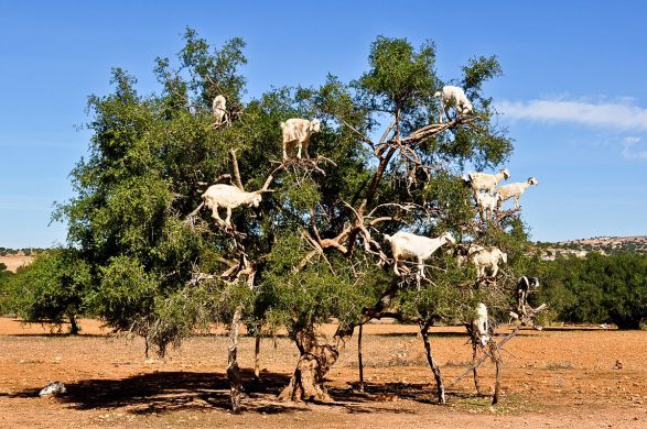 1200px-goats_in_an_argan_tree_morocco