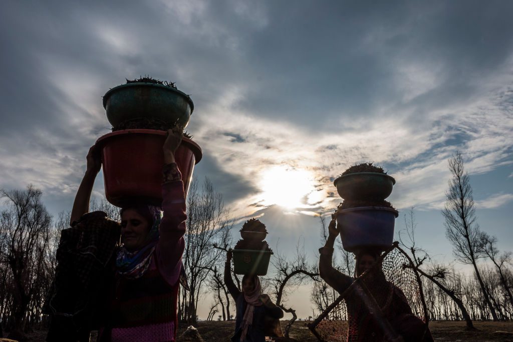 gettyimages-901773964_kashmir_vandkastanjer_yawar_nazir