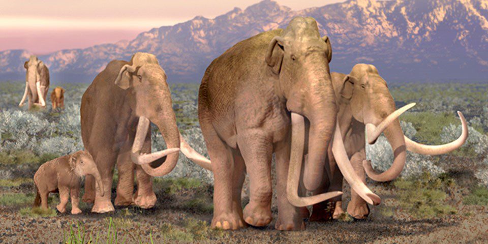 fortidsdyr kan eskalere elefantmassakren | Globalnyt