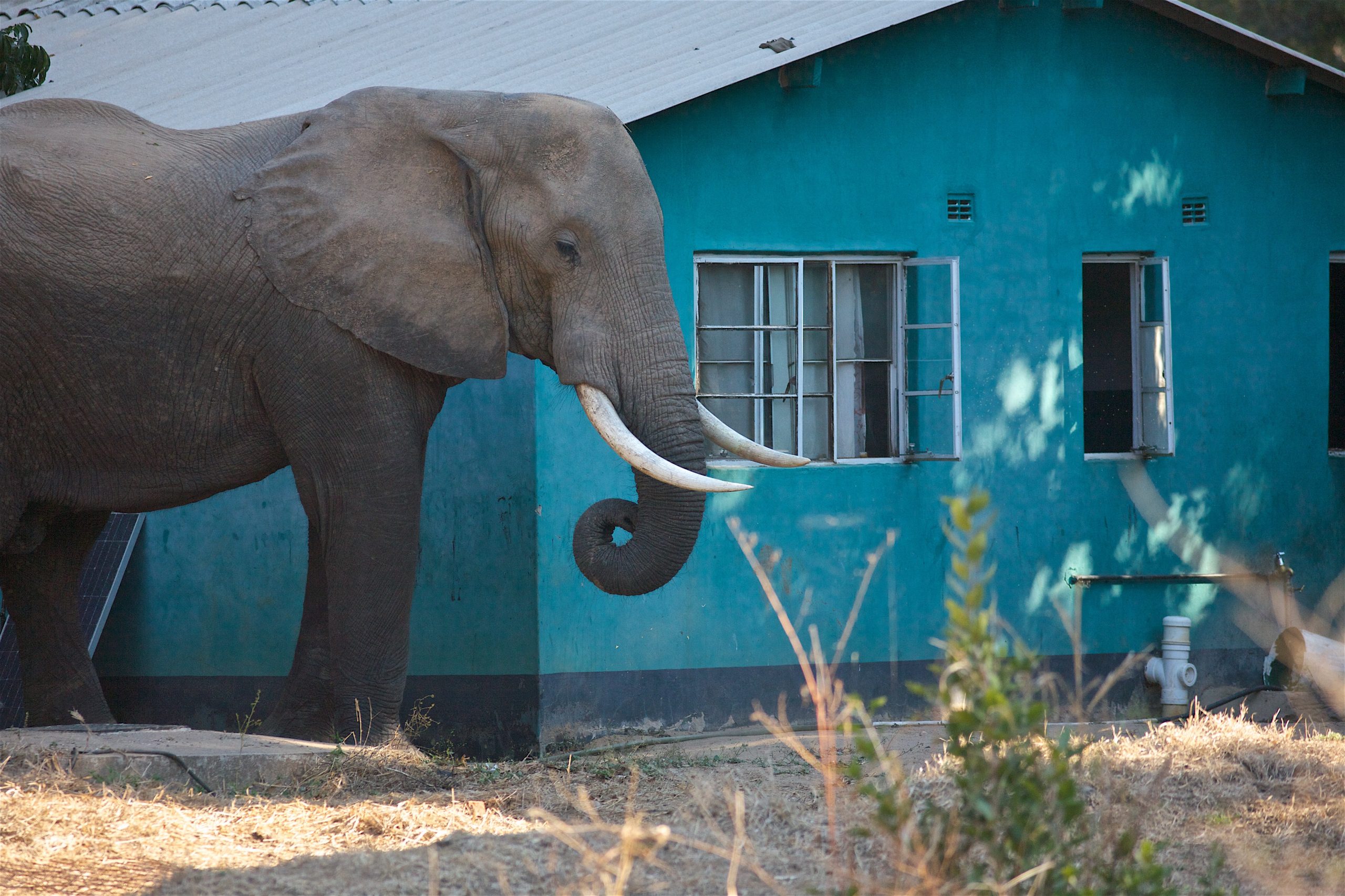 Tørkeramte elefanter hærger landsbyer |