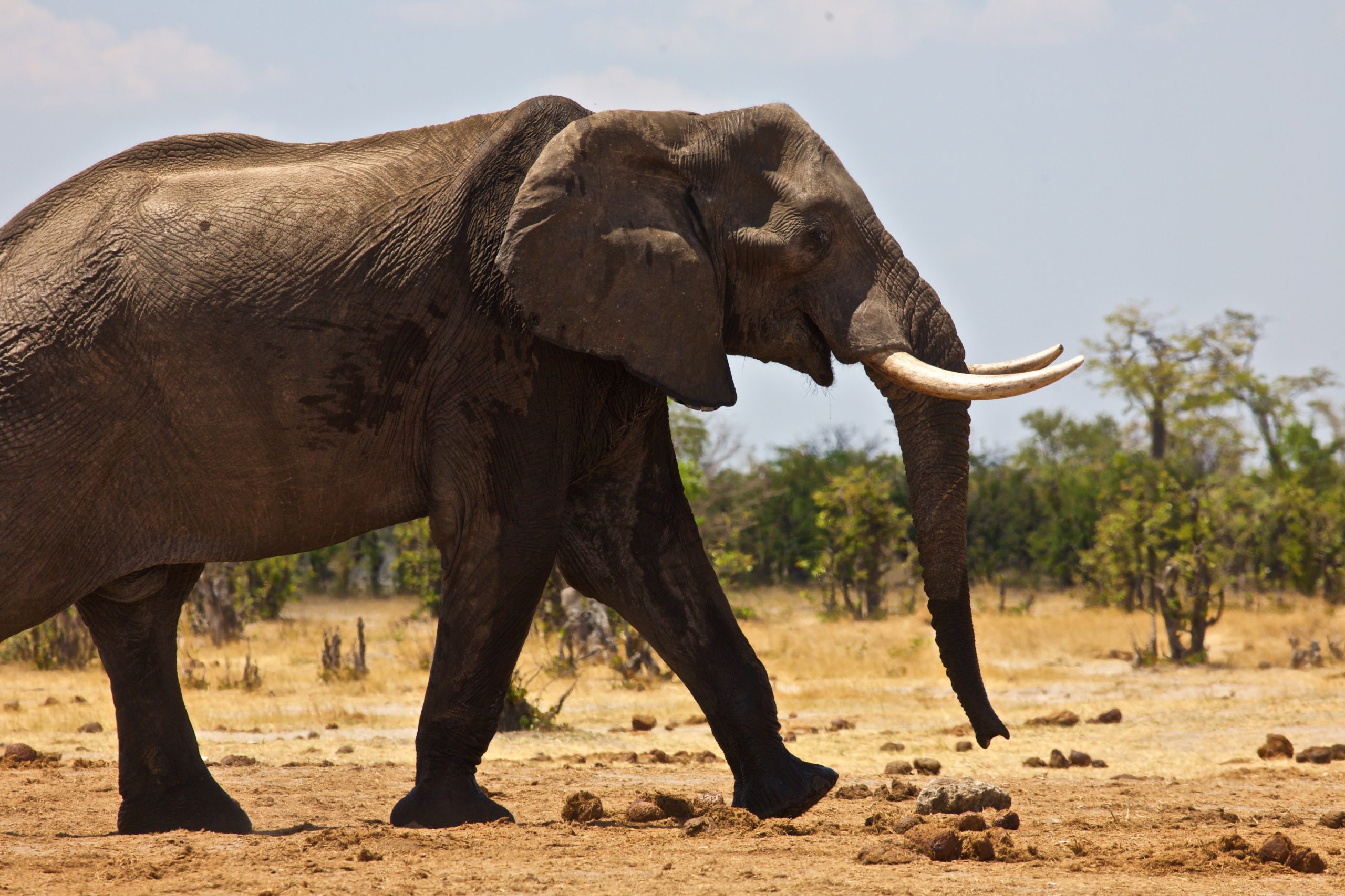 hold At øge Pebish Elefanter | Globalnyt