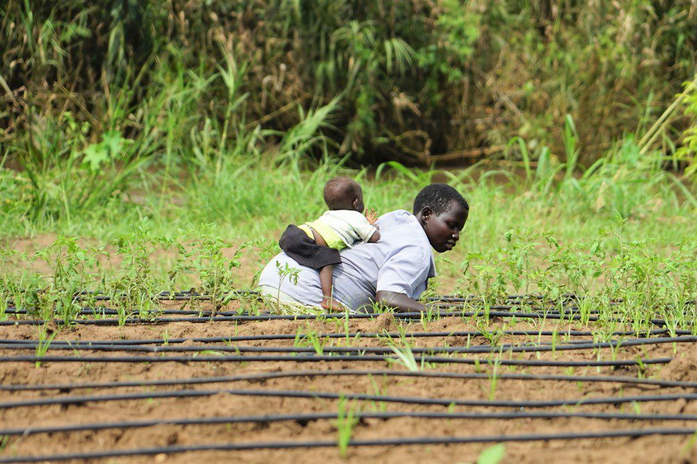 south_sudan_water_cultivation_niras