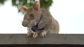 apopo_herorat_magawa_wearing_his_pdsa_gold_medal