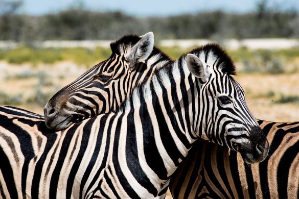 zebra-couple-4461150_960_720