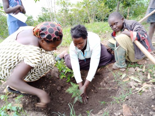 youth_facilitators_plant_an_agroforestry_tree_seedling
