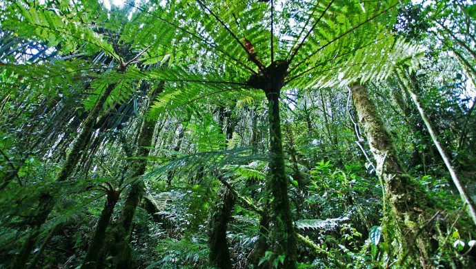 21_cyathea_papua_rain_forest_papua-indonesia